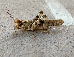 Trimerotropis pseudofasciata