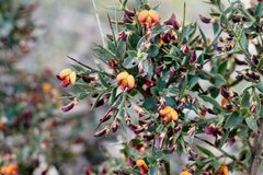 Daviesia arenaria