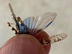 Trimerotropis pseudofasciata