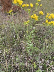 Solidago rigida glabrata