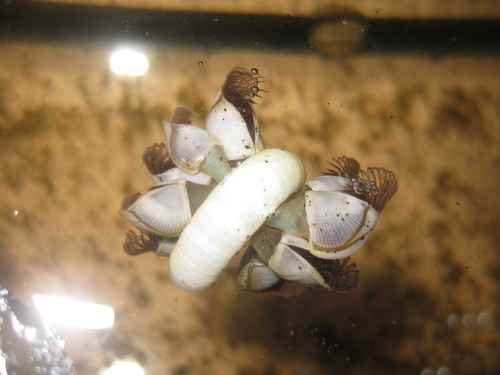 photo of Small Goose Barnacle (Lepas pectinata)