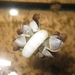 photo of Small Goose Barnacle (Lepas pectinata)