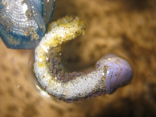 photo of Dwarf Violet Snail (Janthina exigua)