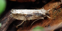 Atomotricha isogama