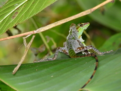Anolis ventrimaculatus