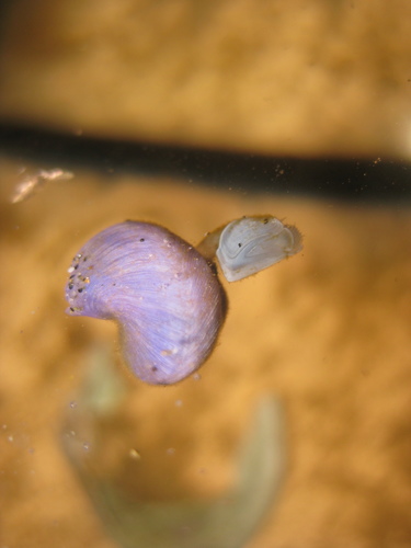 photo of Buoy Barnacle (Dosima fascicularis)