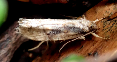 Atomotricha isogama