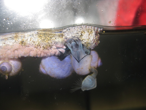 photo of Dwarf Violet Snail (Janthina exigua)