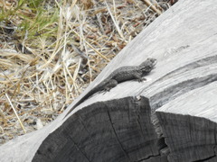 Sceloporus occidentalis becki
