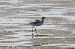 Recurvirostra americana