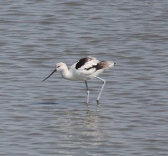 Recurvirostra americana