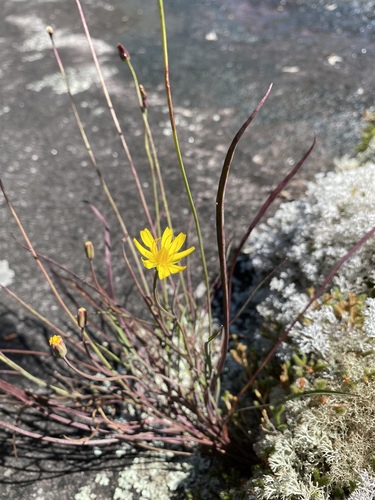 Krigia montana (Michx.) Nutt.