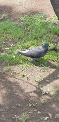 Columba livia domestica