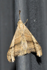 Palthis angulalis