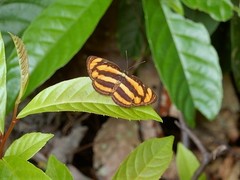 Pantoporia paraka