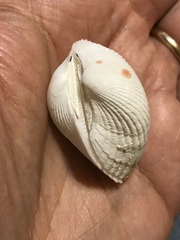 Anadara uropigimelana