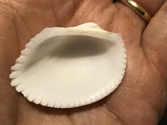 Anadara uropigimelana