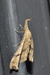 Palthis angulalis