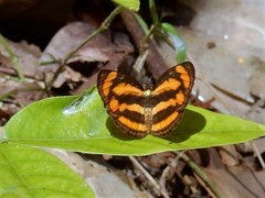 Pantoporia paraka