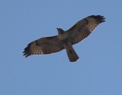 Buteo jamaicensis