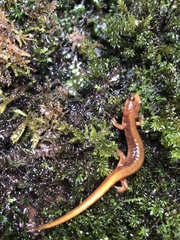 Plethodon vandykei