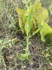 Solidago rigida glabrata