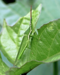 Atractomorpha similis