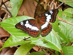 Moduza procris milonia