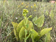 Solidago rigida glabrata