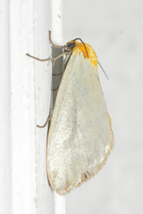 Chrysoecia thoracica