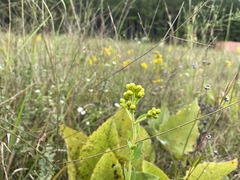 Solidago rigida glabrata
