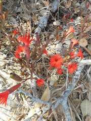 Silene laciniata laciniata
