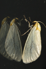 Chrysoecia thoracica