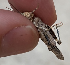 Trimerotropis pseudofasciata