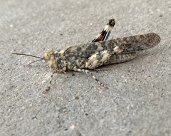 Trimerotropis pseudofasciata