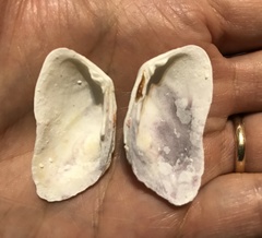 Trapezium