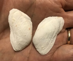 Trapezium
