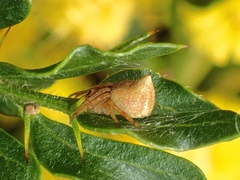 Araneus acuminatus