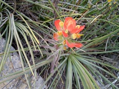 Castilleja rigida