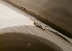 Lepisma