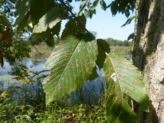 Stegophora ulmea