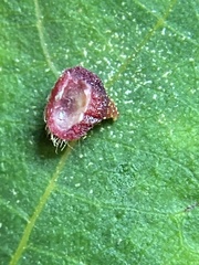 Caryomyia turbanella