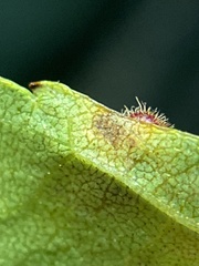 Caryomyia turbanella