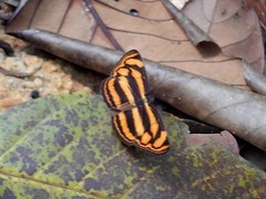 Lasippa tiga siaka