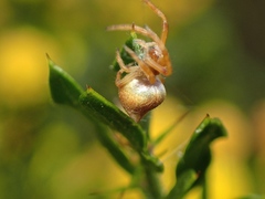 Araneus acuminatus