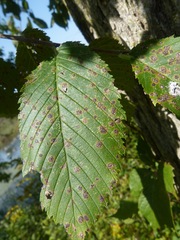 Stegophora ulmea