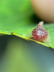 Caryomyia turbanella