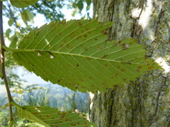 Stegophora ulmea