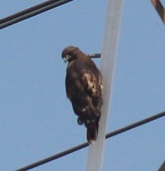 Buteo jamaicensis