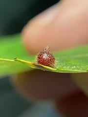 Caryomyia turbanella